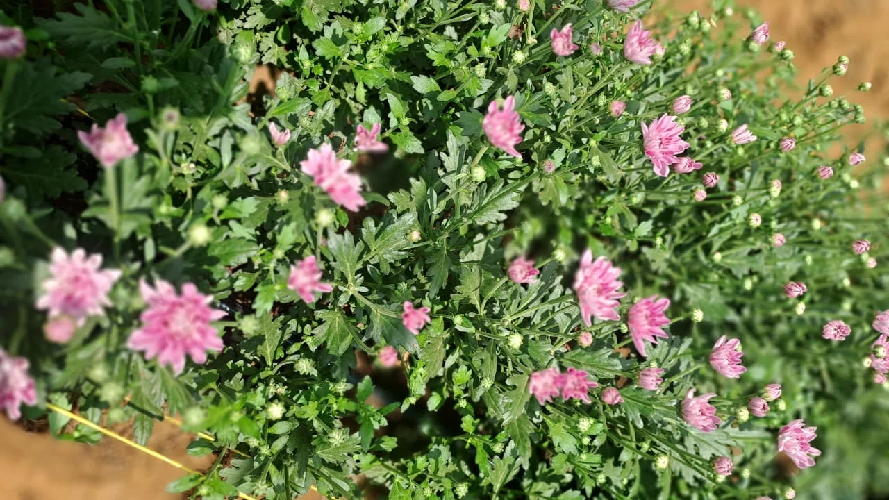 Beautiful seasonal flowers