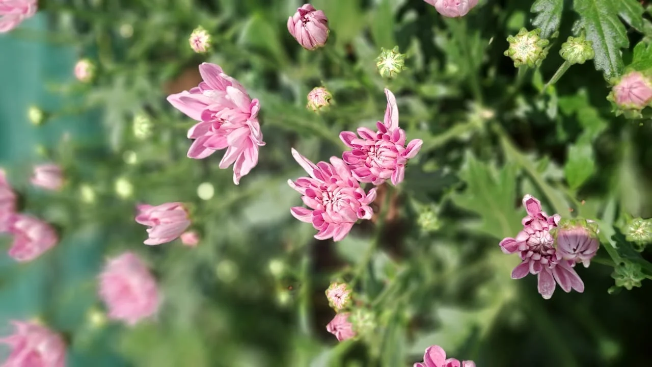 Lamera Pink flowers