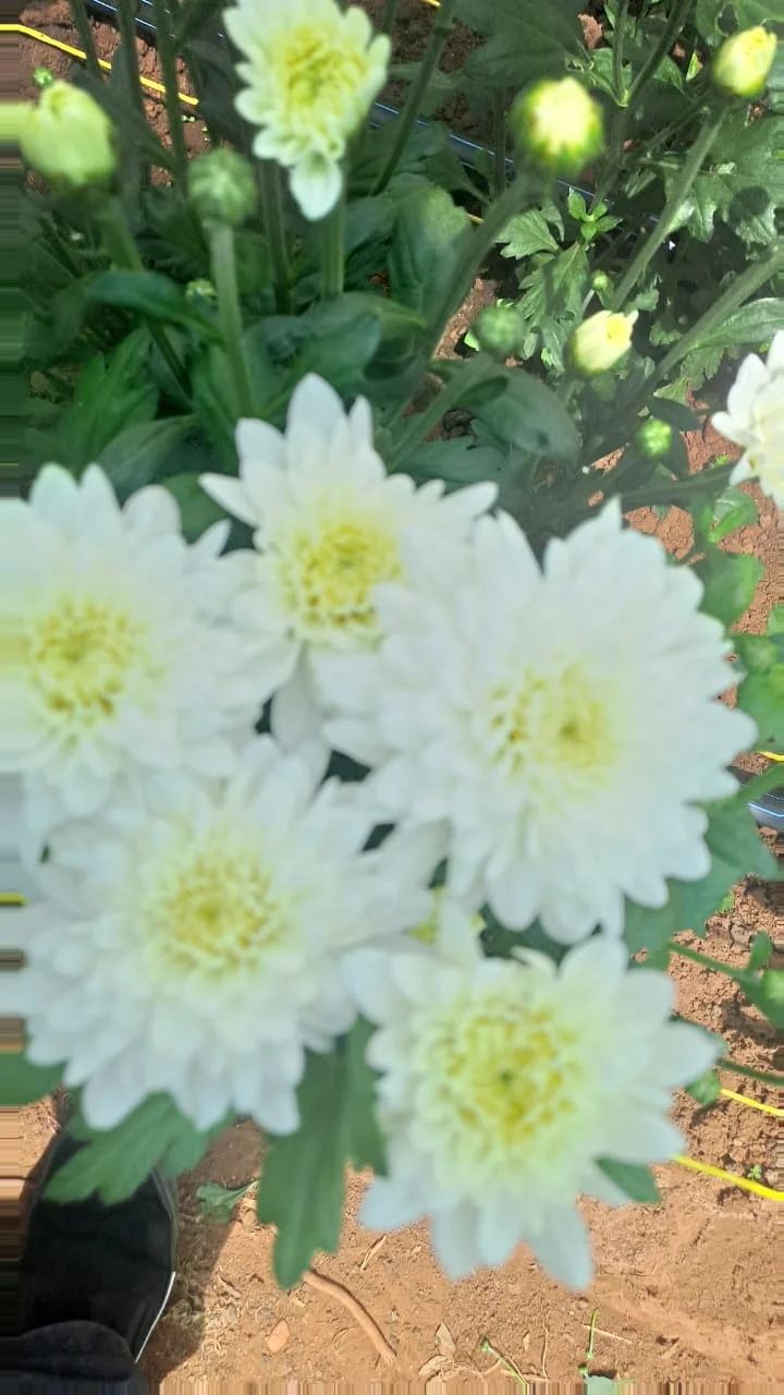 Pina Flower 3