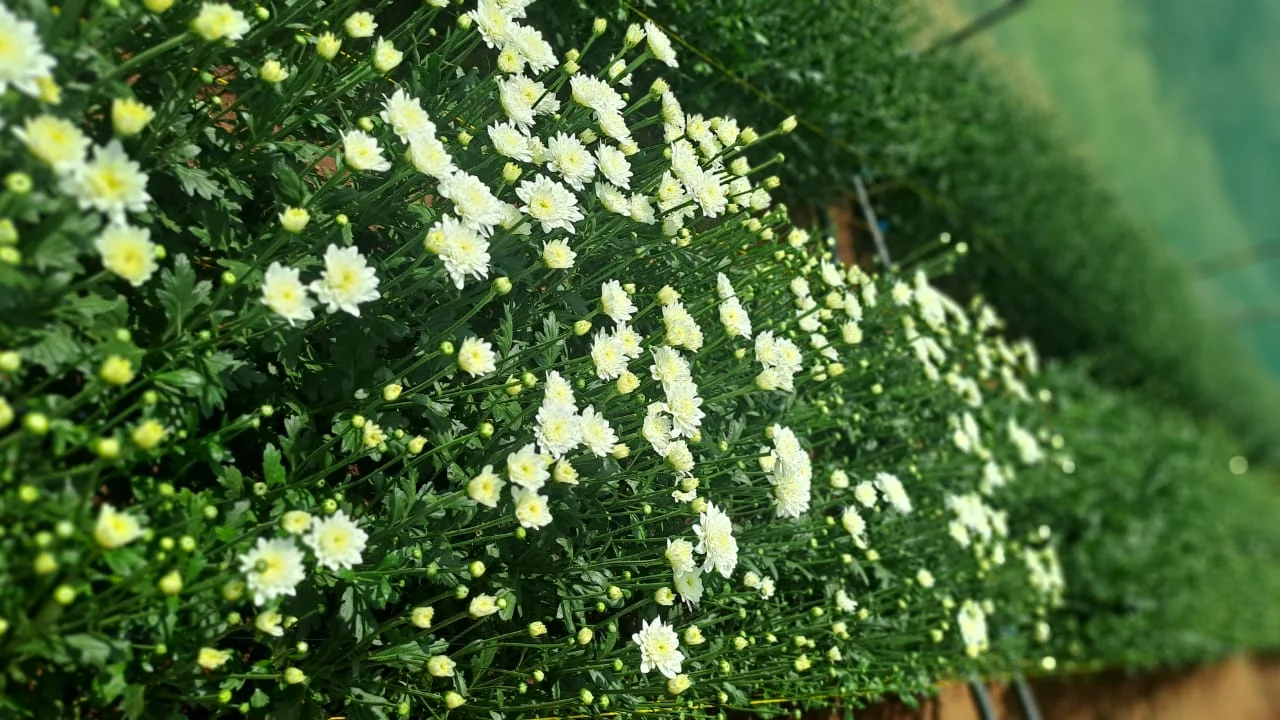 Pina Colada flowers